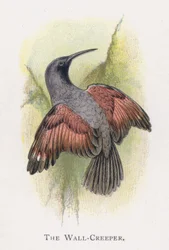 Der Mauerläufer